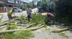 pokok